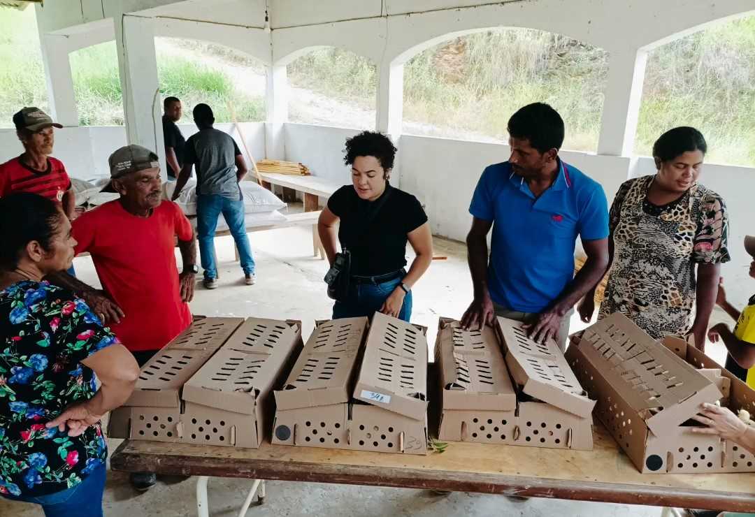 Camacã: Prefeitura distribui cerca de 1.300 pintainhos para produtores do Programa Criação de Galinha Caipira